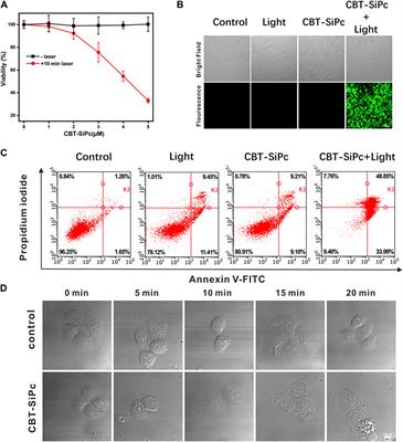 Chlorophenyl thiophene silicon phthalocyanine: Synthesis, two-photon bioimaging-guided lysosome target, and in vitro photodynamic efficacy